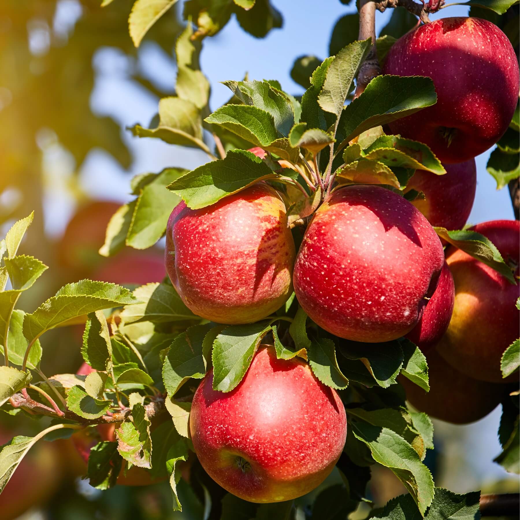 apfel stammzellen extrakt
