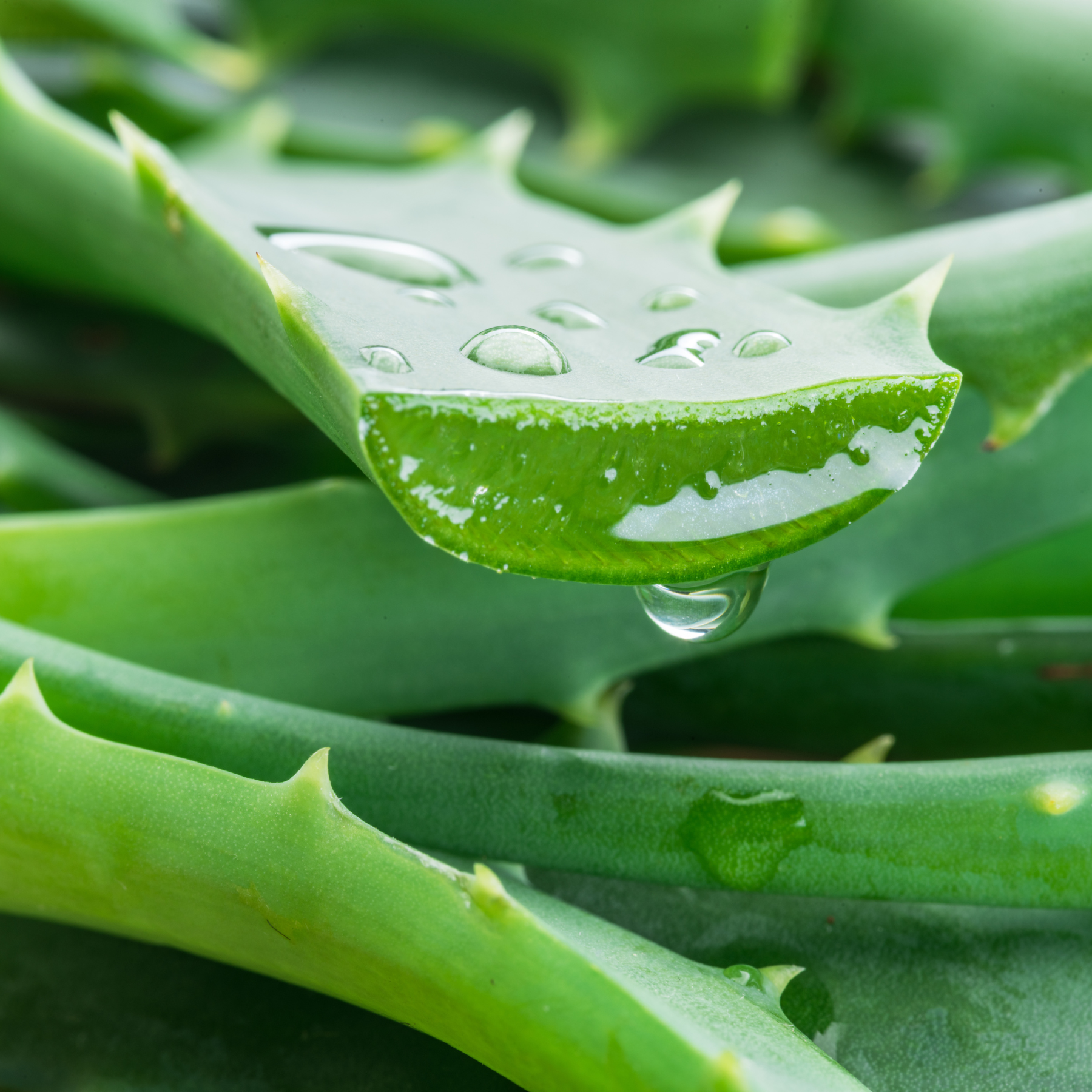 aloe vera